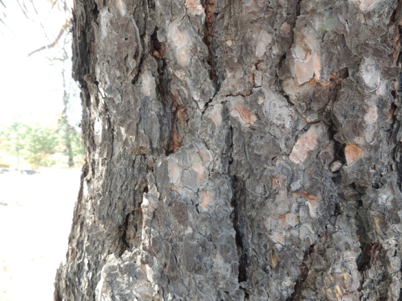 DSCN0661 Ponderosa Pine smells of butterscotch, resized