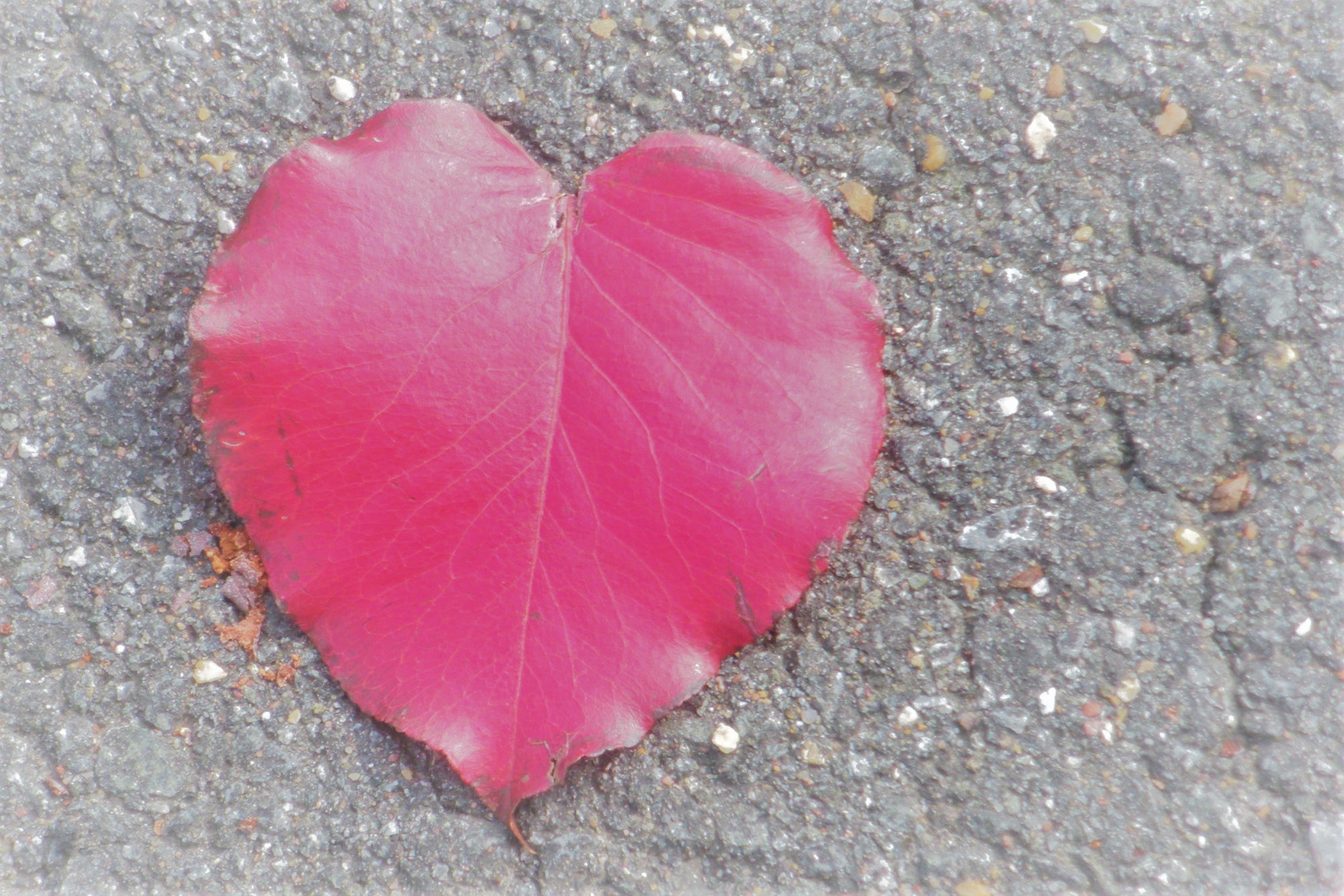red leaf HEART 4x6 October 2010